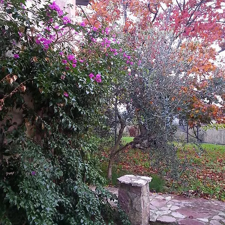 Gli Aceri
